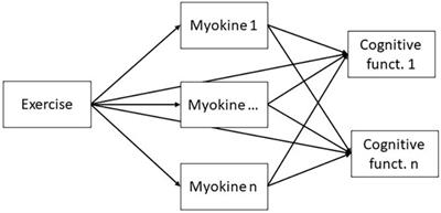 Myokines as mediators of exercise-induced cognitive changes in older adults: protocol for a comprehensive living systematic review and meta-analysis